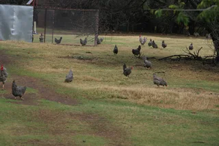 Koekoek Ready-to-Lay Chickens