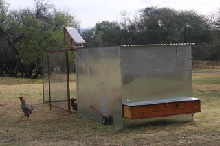 Koekoek Ready-to-Lay Chickens