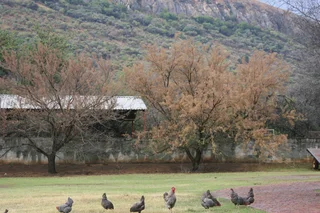 Koekoek Ready-to-Lay Chickens