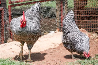 Koekoek Ready-to-Lay Chickens