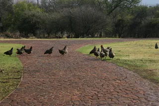 Koekoek Ready-to-Lay Chickens
