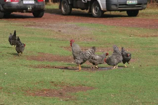 Koekoek Ready-to-Lay Chickens