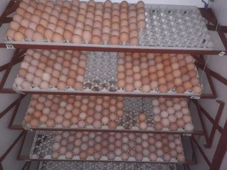 Chick Hatching Service