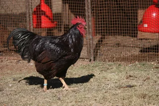 Rhode Island Red