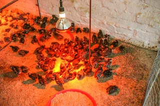 Rhode Island Red Day-Old from Breeding Quality Parents