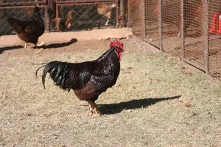 Rhode Island Red Day-Old from Breeding Quality Parents