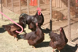 Rhode Island Red Day-Old from Breeding Quality Parents