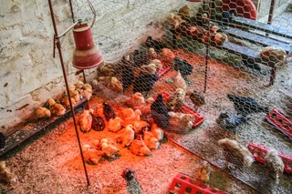 Rhode Island Red Day-Old from Breeding Quality Parents