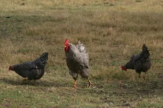 Koekoek parent stock day-old to Ready-to-Lay