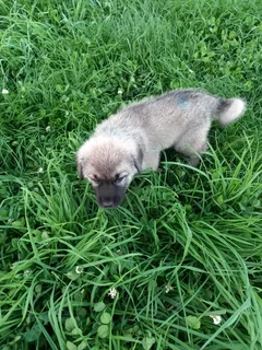Anatolian Shepherd Puppies / Anatoliese Herdershondjies