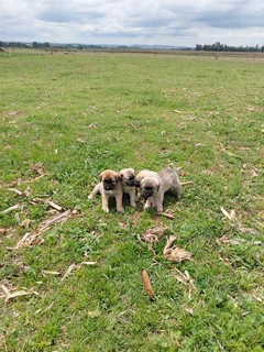Anatolian Shepherd Puppies / Anatoliese Herdershondjies