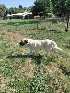 Anatolian Shepherd Puppies / Anatoliese Herdershondjies