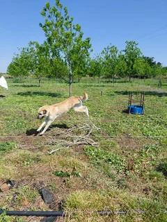 Anatolian Shepherd Puppies / Anatoliese Herdershondjies