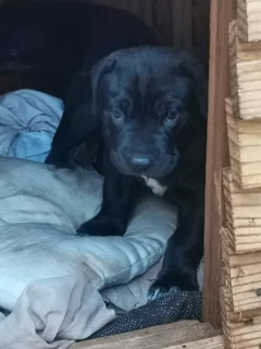 Puppies for sale