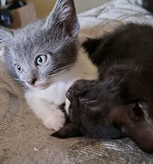 Kittens need loving homes