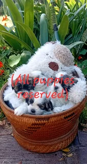 Malshi puppies (Maltese and Shih Tzu) R6000 Sunnydale, Noordhoek