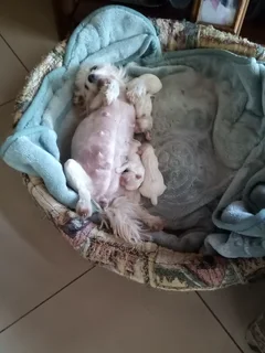 Maltese puppies available