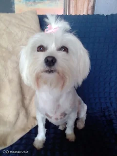 Maltese puppies available