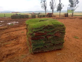 Kikuyu Instant Lawn
