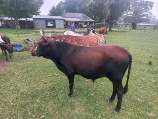 Nguni Bull