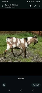 Nguni goats