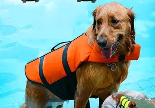 Outward Hound Raise the Woof Dog life Jacket Vest for sale