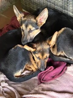 German Shepherd puppy up for adoption