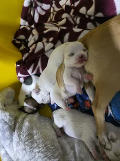 Registered Chihuahua pups