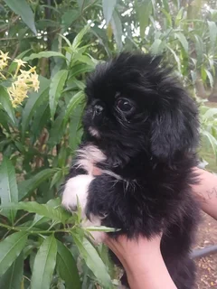 Pekingese puppies