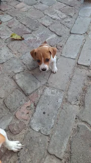 Jack russell puppies for sale