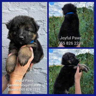 German Shepherd Puppies