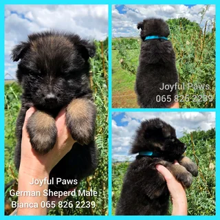 German Shepherd Puppies
