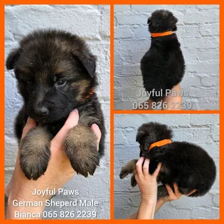 German Shepherd Puppies
