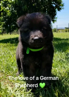 German Shepherd Puppies