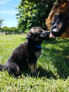 German Shepherd Puppies