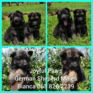 German Shepherd Puppies