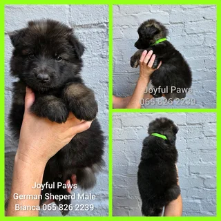 German Shepherd Puppies