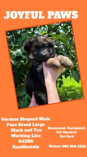 German Shepherd Puppies