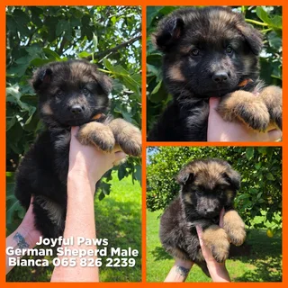 German Shepherd Puppies