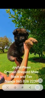 German Shepherd Puppies