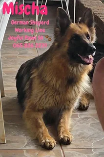 German Shepherd Puppies