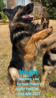 German Shepherd Puppies