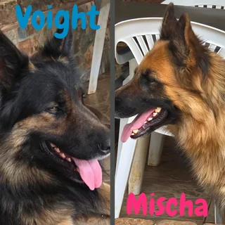 German Shepherd Puppies