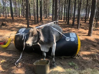 DOWNER COW AIR INFLATING LIFTING JACKS