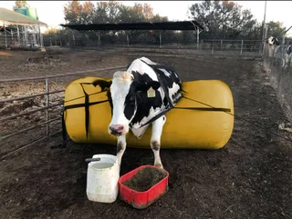 Downer Cow Air Inflating Lifting Jacks