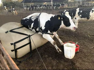 DOWNER COW AIR INFLATING LIFTING JACKS