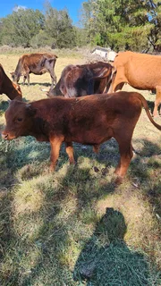 Bull calves