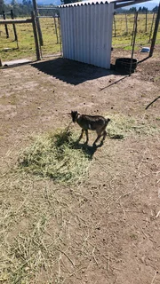 Dwarf goats
