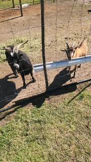 Dwarf goats