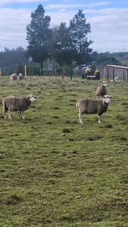 Skaap volbek ooie R2500 elk